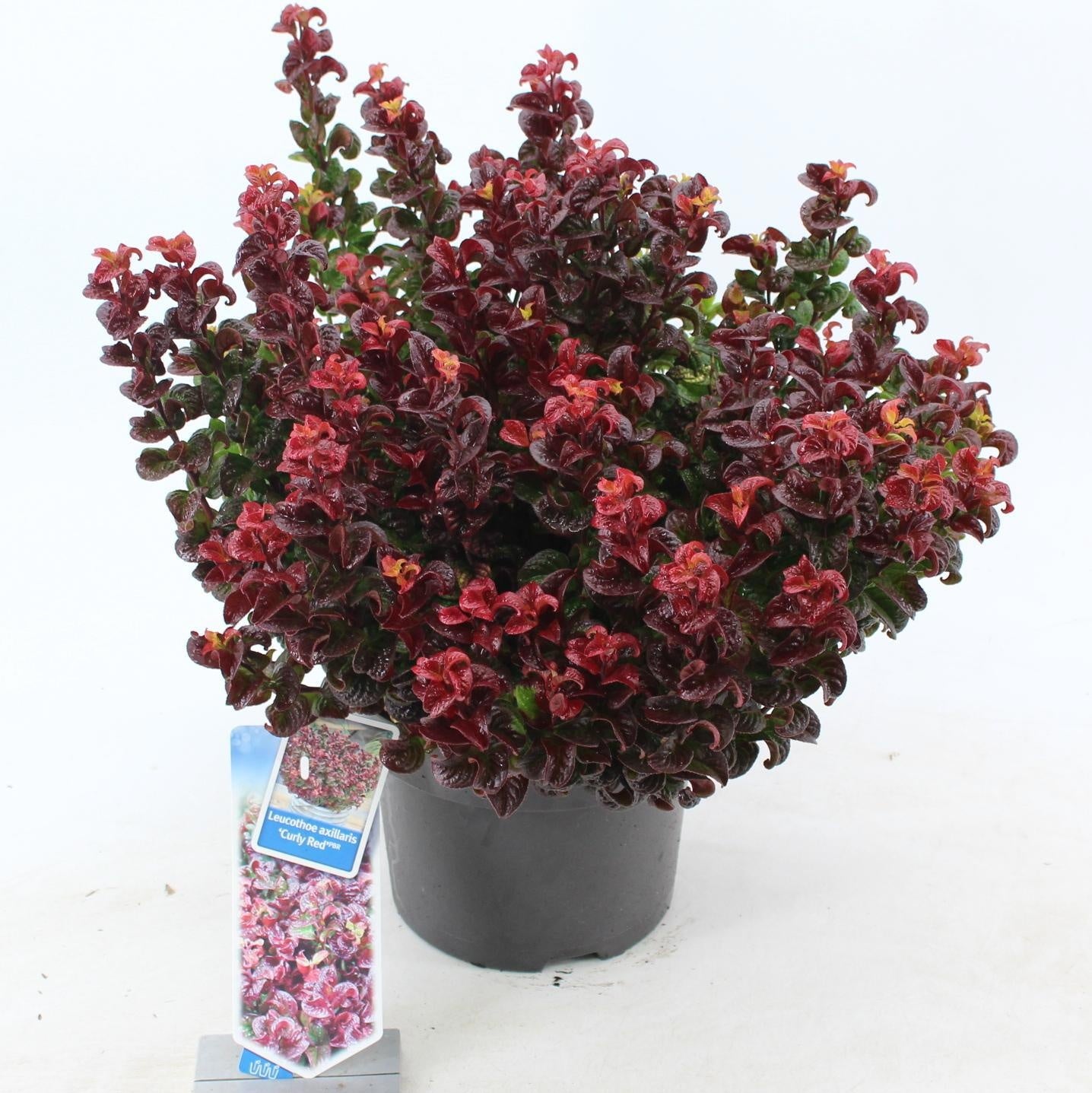 Leucothoe Curly Red 45cm 23cm Pot