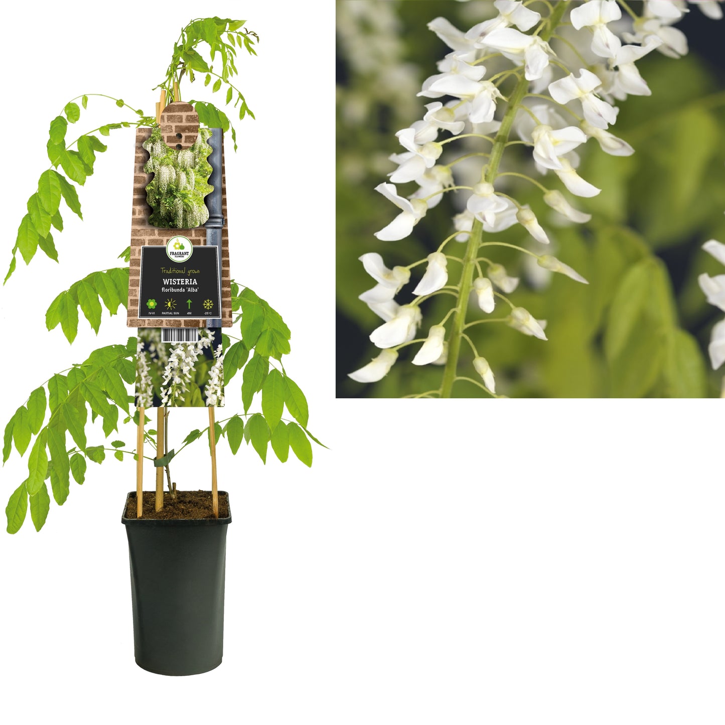 Wisteria floribunda Alba 75cm 17cm Pot