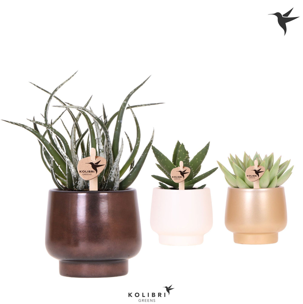 Succulent mix 22cm 9cm Pot