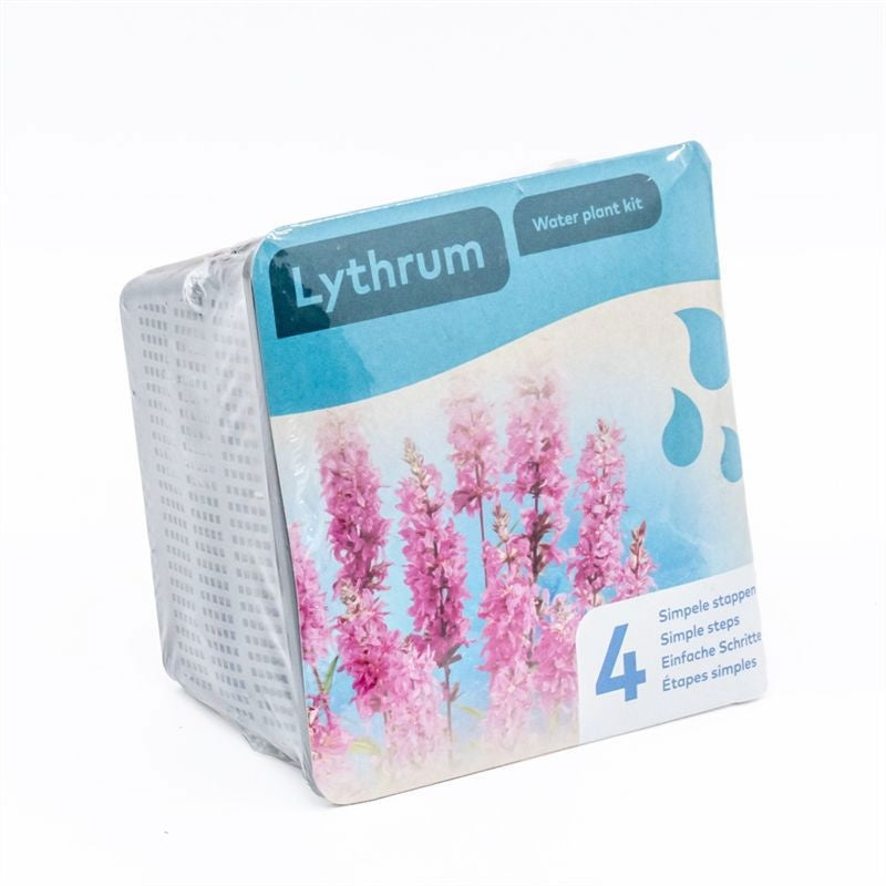 Waterplkw R. Moerings Lythrum salicaria Pack of 7
