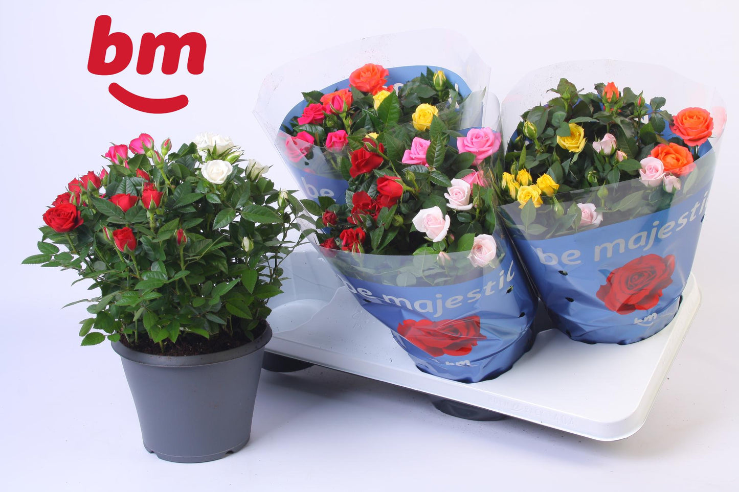 BM Roses Rosa Beau Monde mix Pack of 4