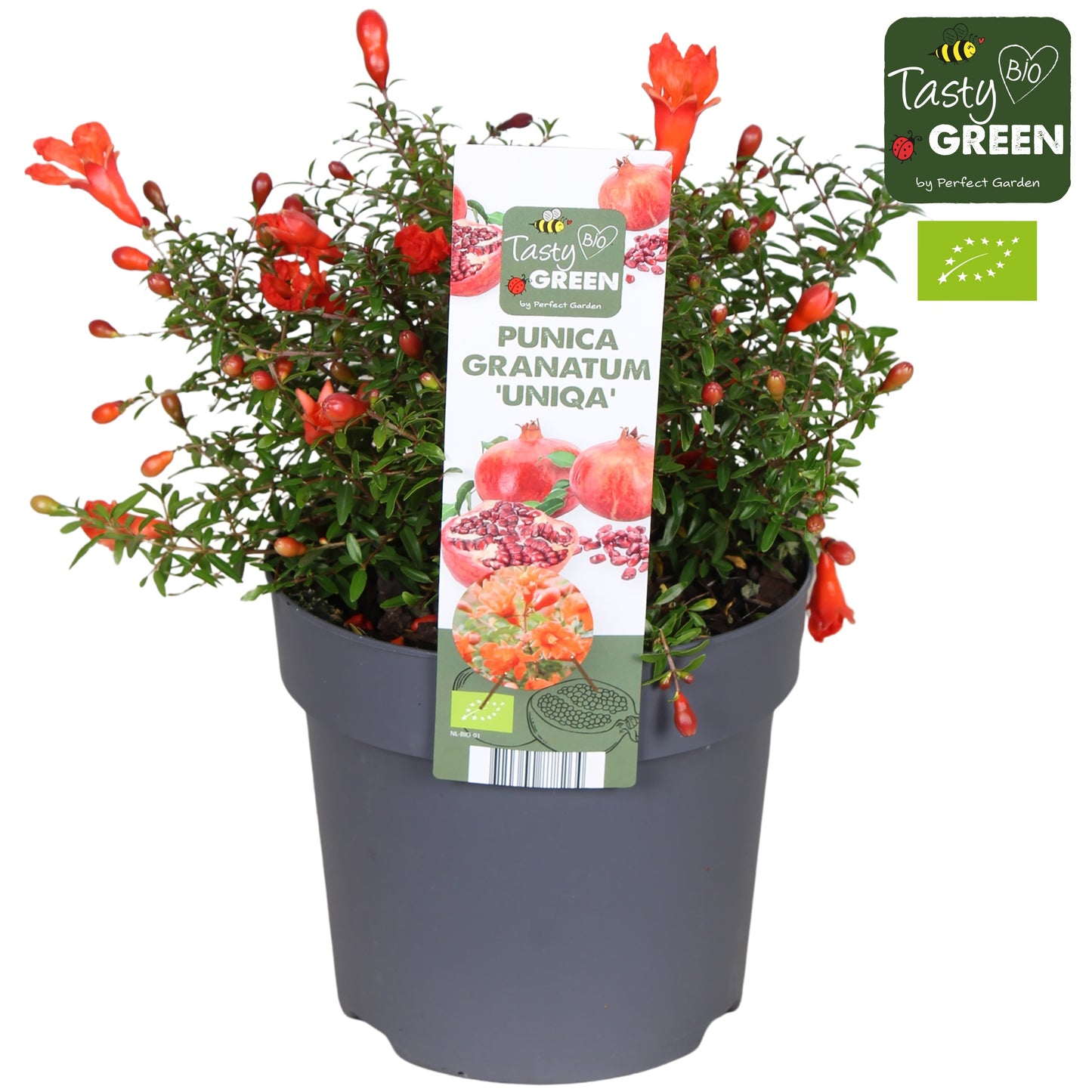 Punica granatum 30cm 14cm Pot