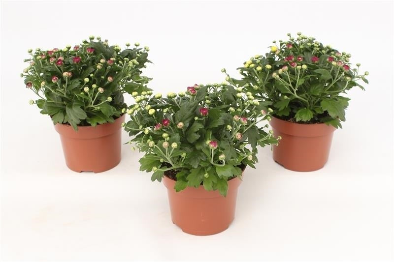 Grootscholten BV. Gebr. Chrysanthemum Rosanna Carnaval Pack of 8