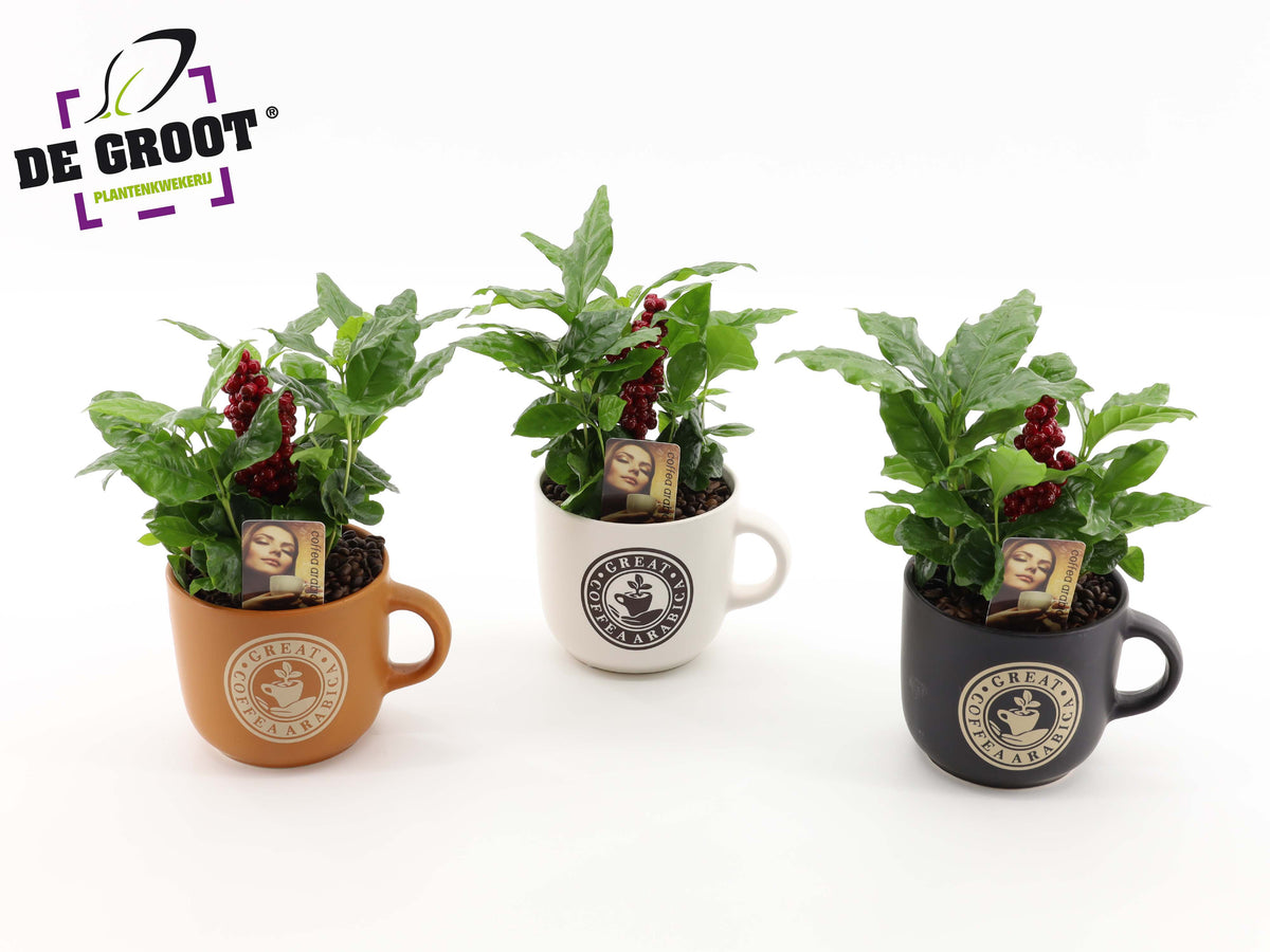 arr. Plants 30cm 12cm Pot