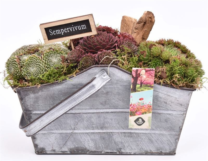 JS-Creations arr. Sempervivum Pack of 5