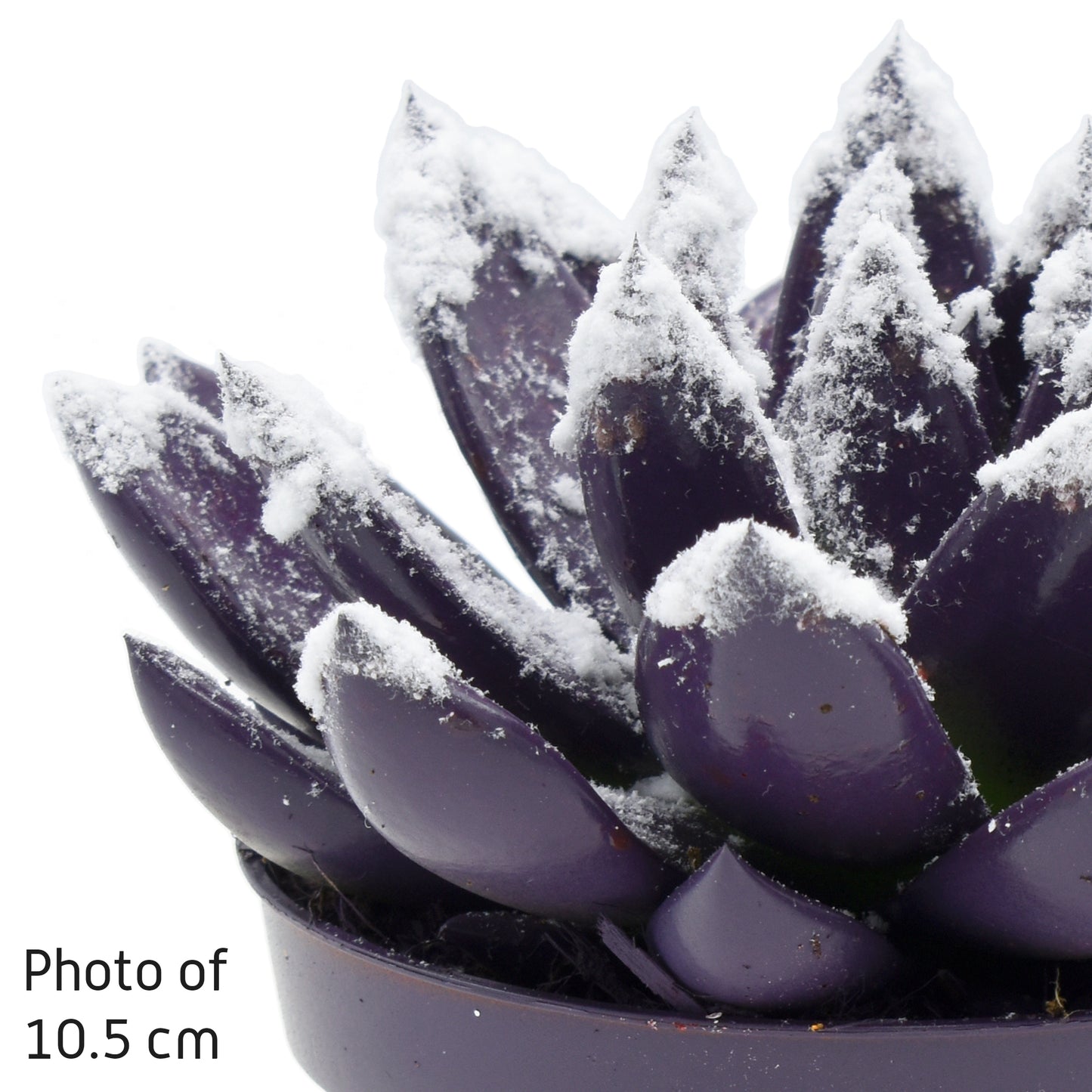 Echeveria colored purple 11cm 8.5cm Pot