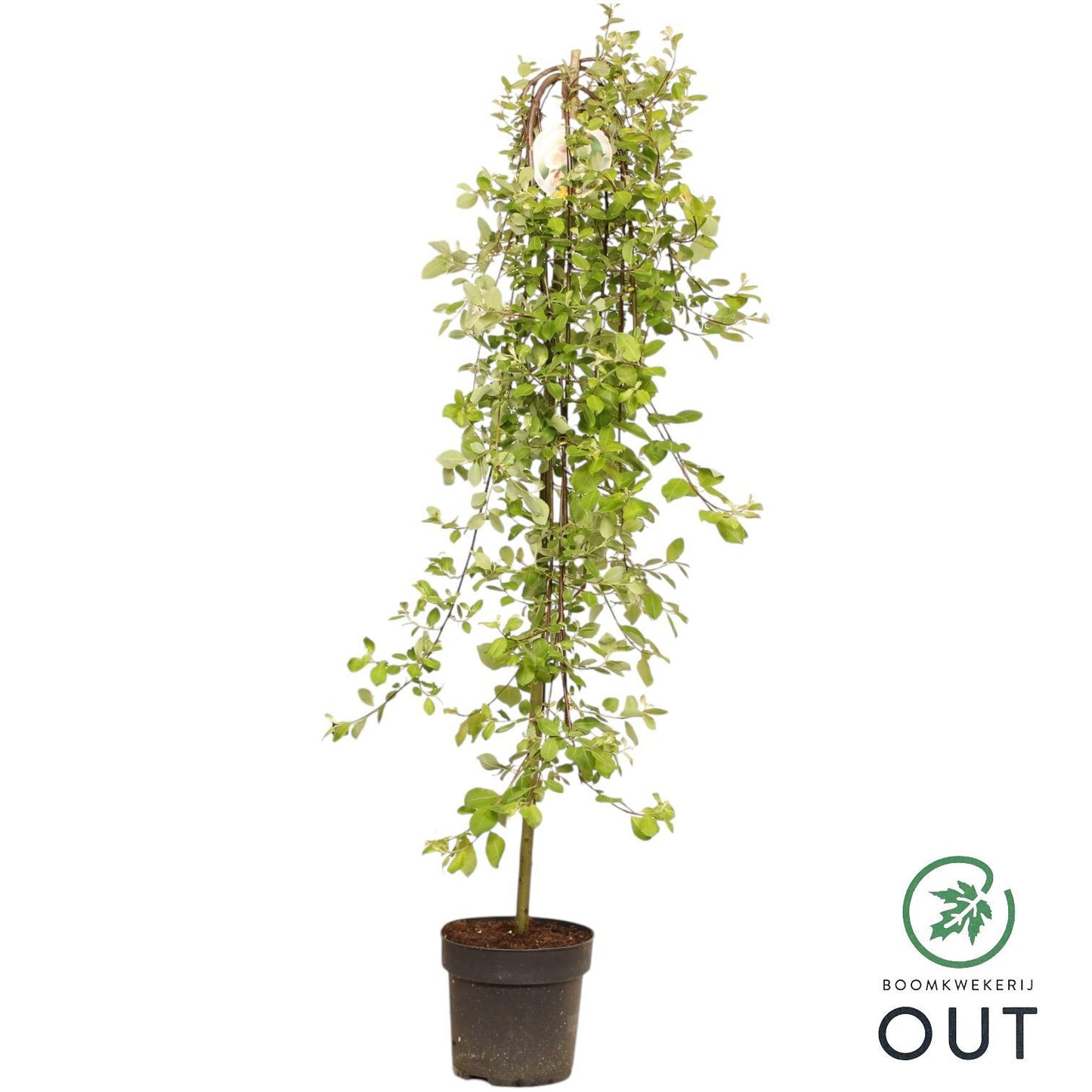 Salix caprea Kilmarnock 150cm 26cm Pot