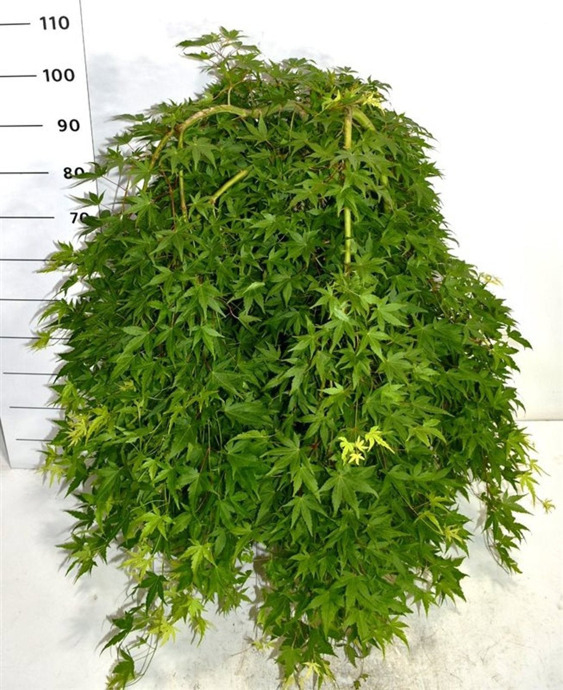 Acer Ryusen 110cm 40cm Pot