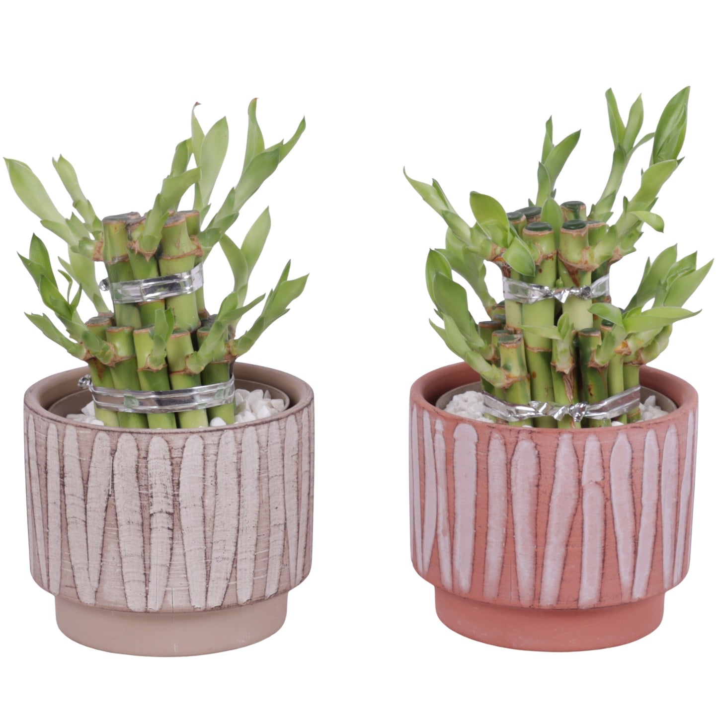 Drac. Lucky Bamboo 20cm 11cm Pot