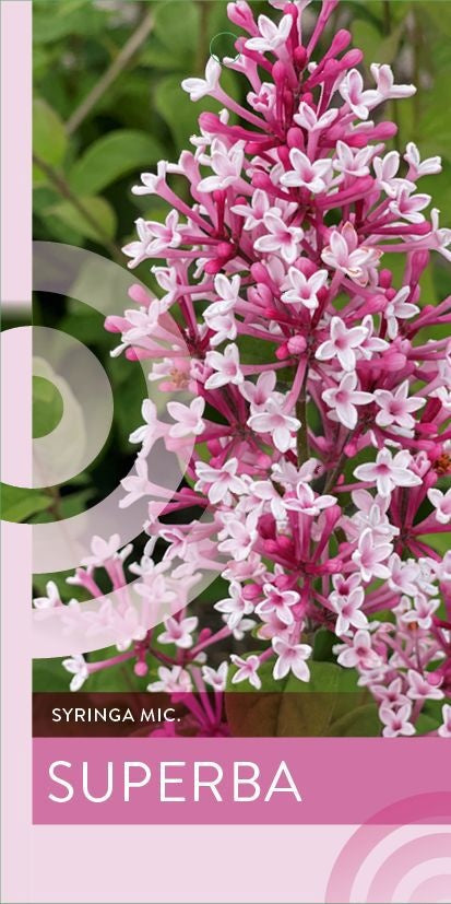 Syringa micr. Superba 140cm 26cm Pot