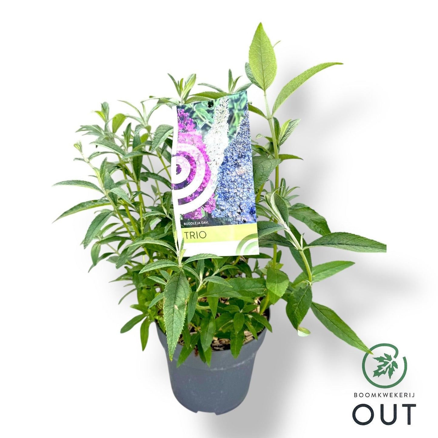Buddleja davidii Trio 70cm 26cm Pot