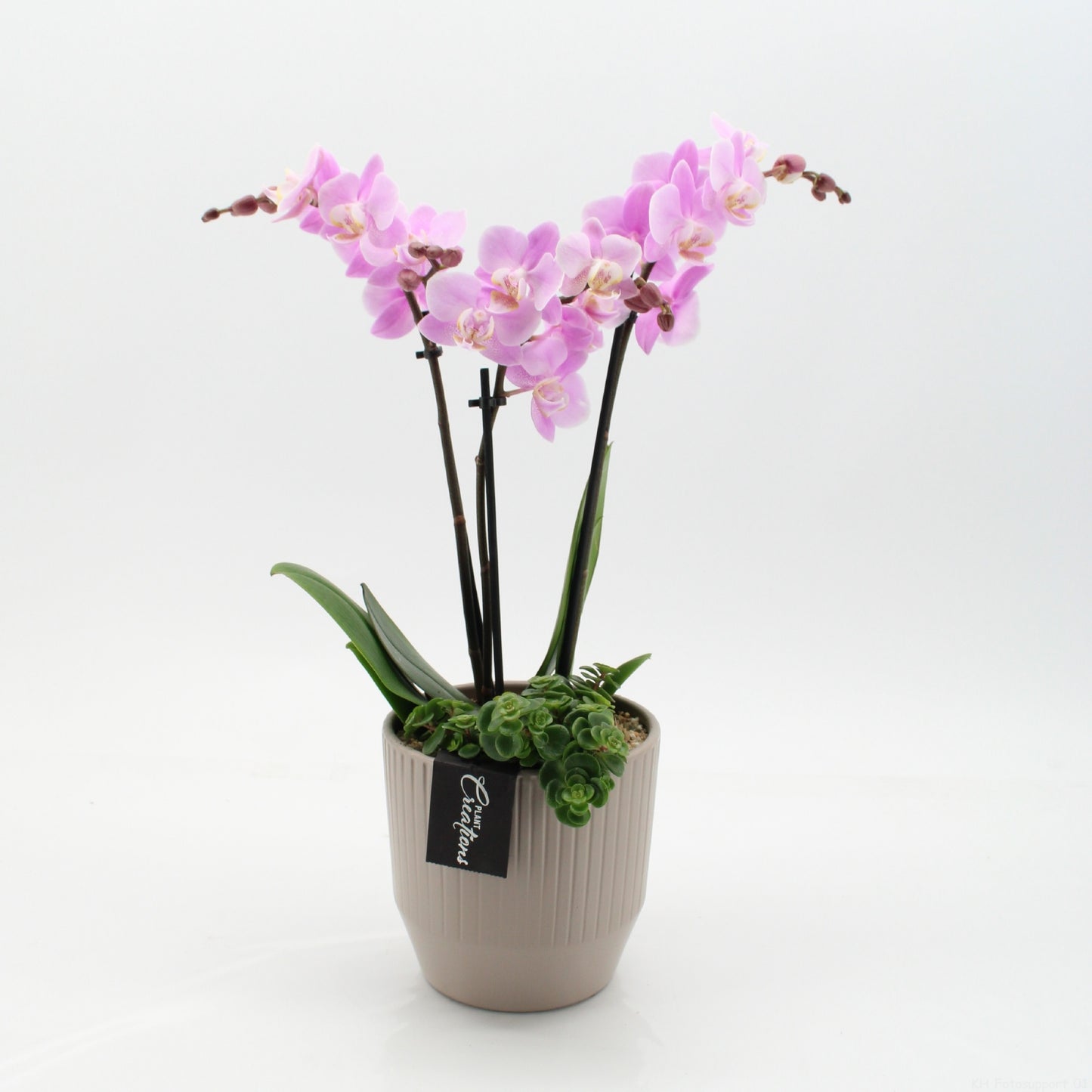 PHAL-2657RZ Phalaenopsis creatie 45cm 14cm Pot