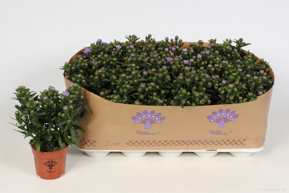 Aster nb. Showmakers Lilac Sunset 22cm 10.5cm Pot