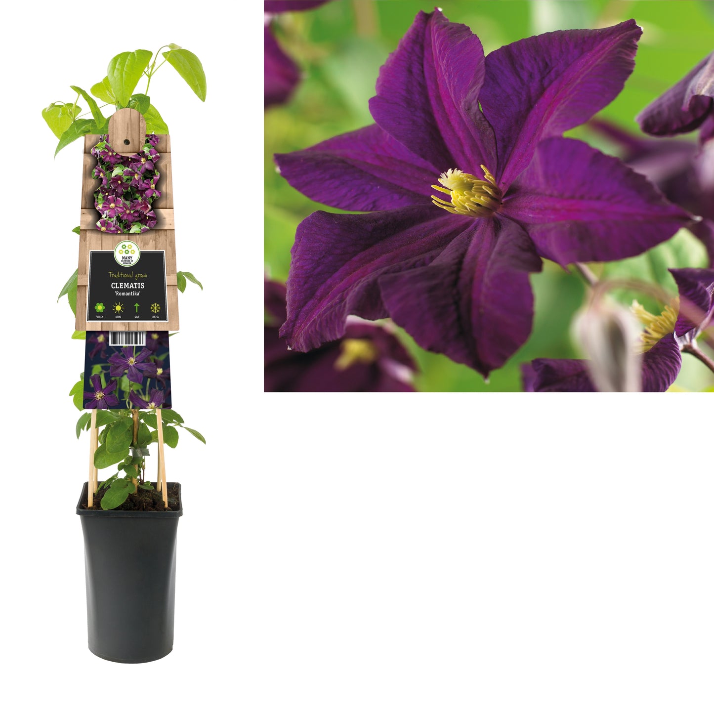 Clematis Romantika 75cm 17cm Pot