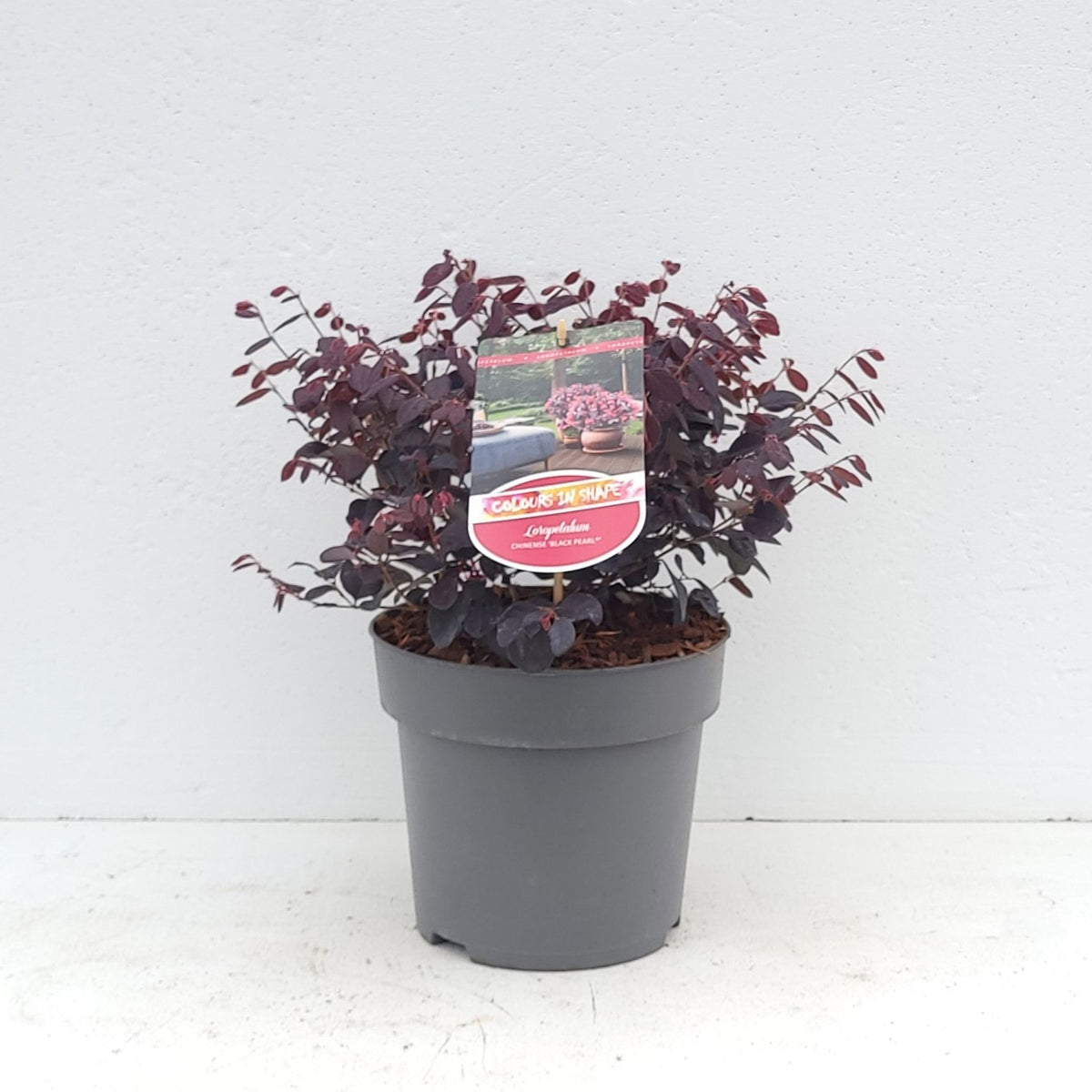 Loropetalum chinense 40cm 23cm Pot