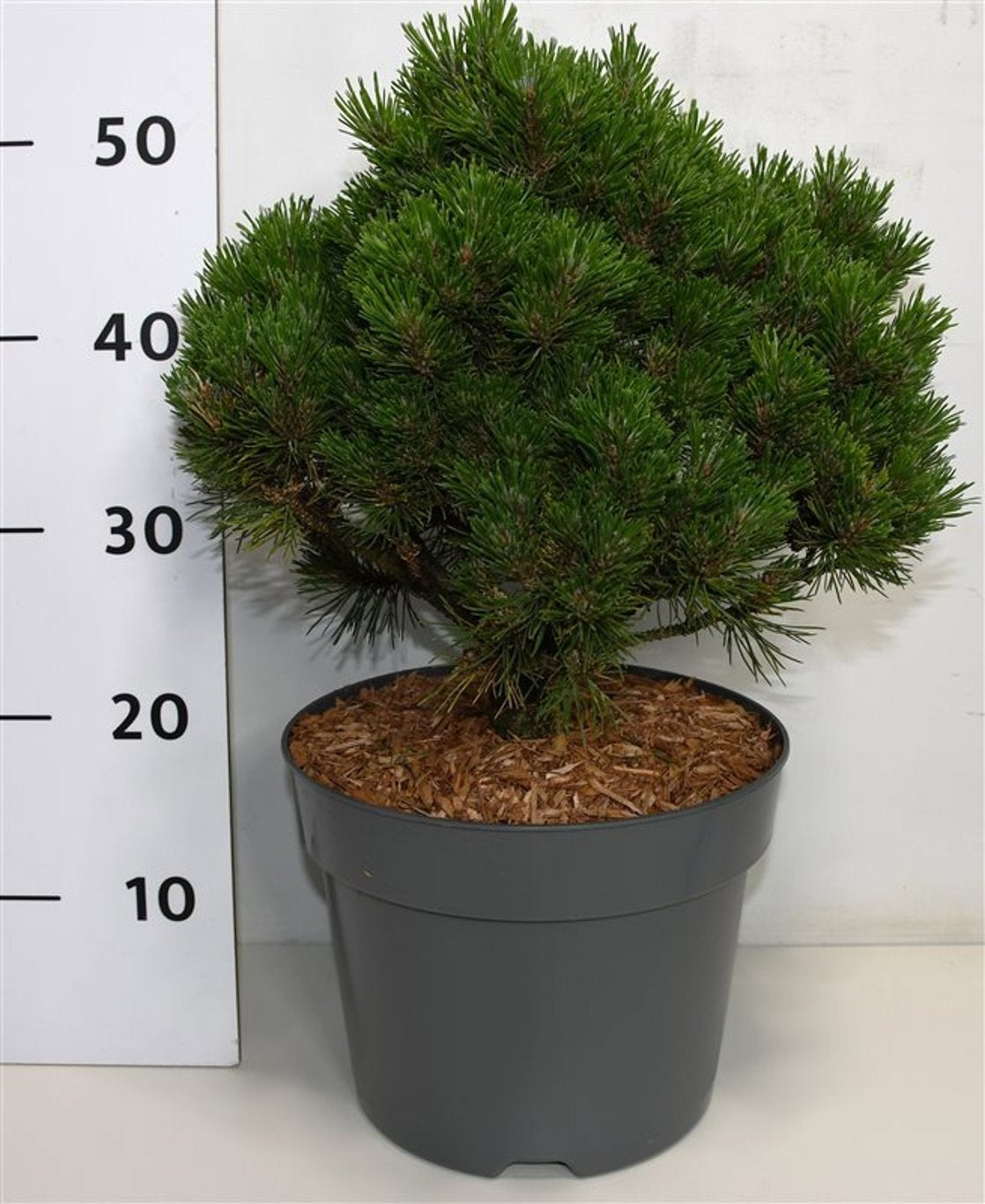 Pinus mugo Heiderperle 40cm 23cm Pot