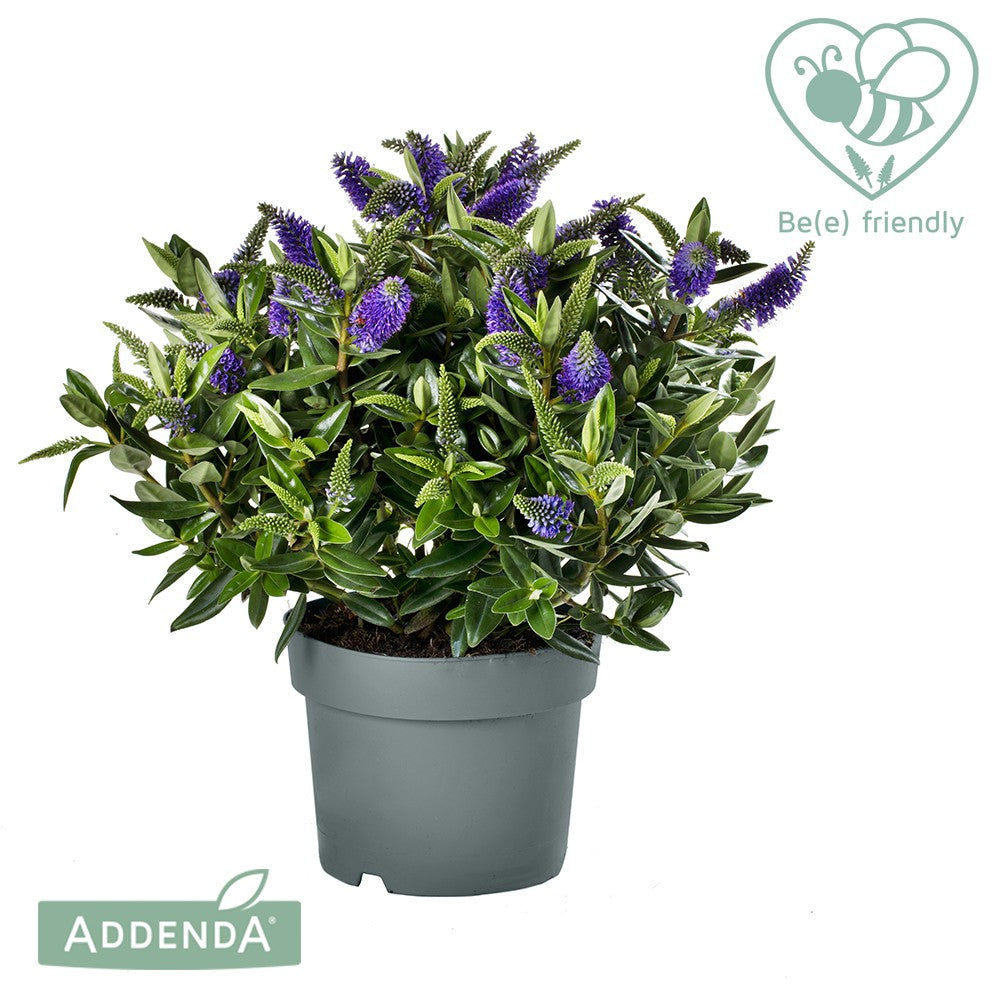 Roest, Mts. Hebe Hebedonna Britta Pack of 6
