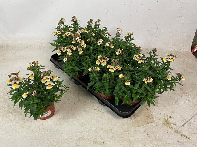Nemesia Angelart Orange 17cm 510cm Pot