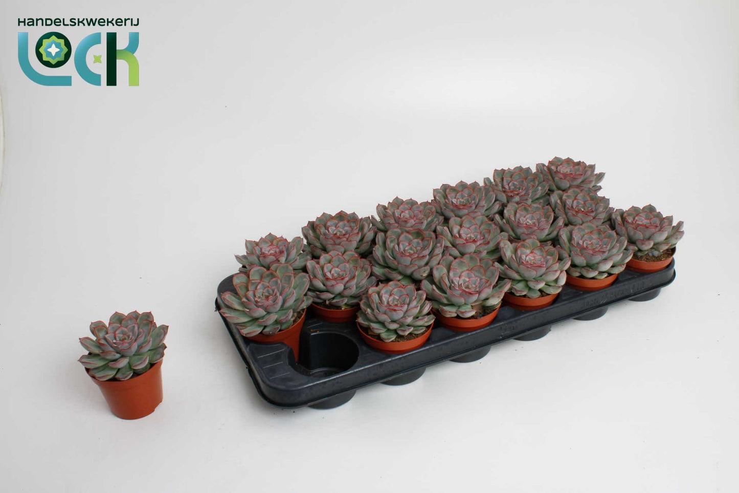Echeveria deremensis 15cm 8.5cm Pot