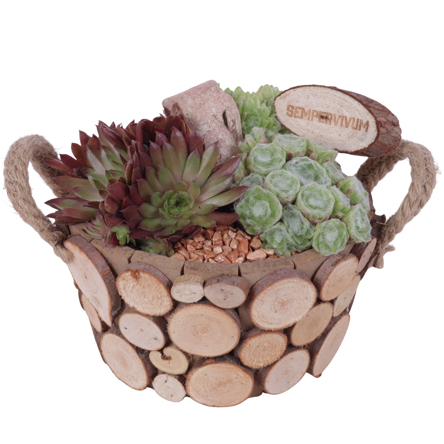 arr. Sempervivum 20cm 22cm Pot