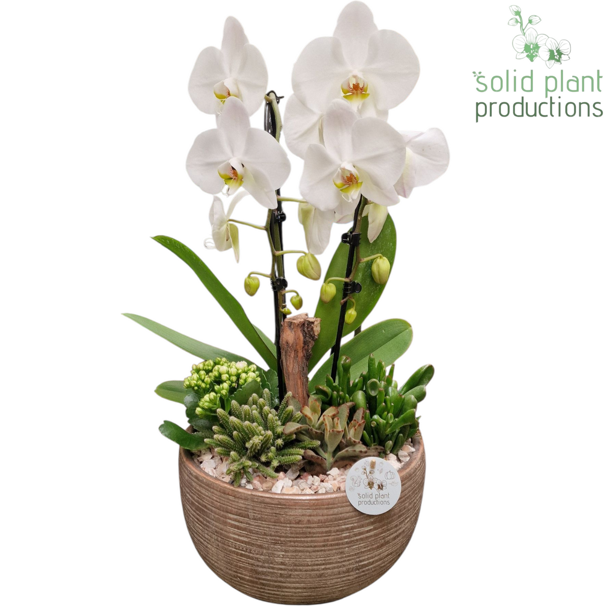 COMPO PH030 Arizona White 50cm 28cm Pot