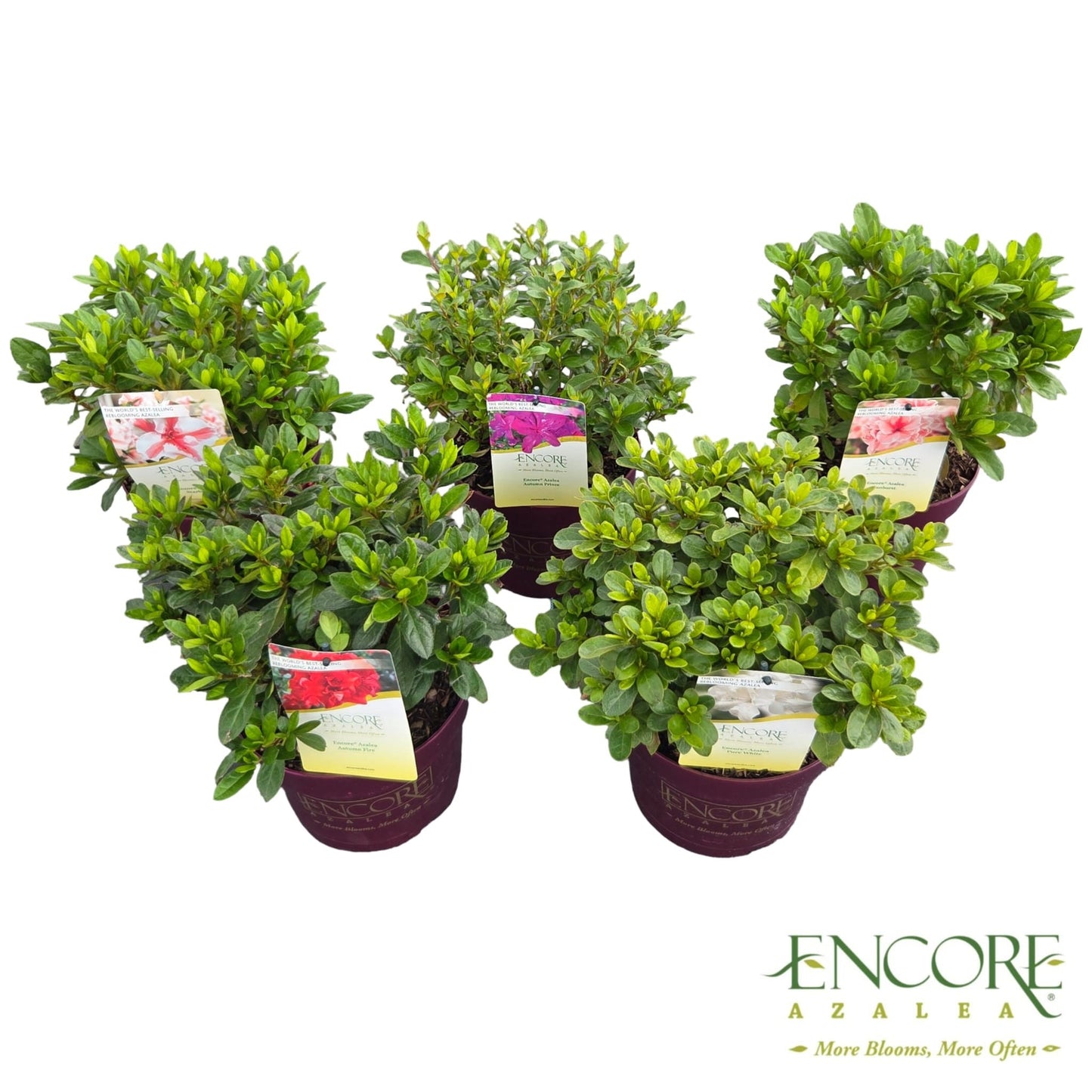 Rhododendron Encore mix 40cm 19cm Pot