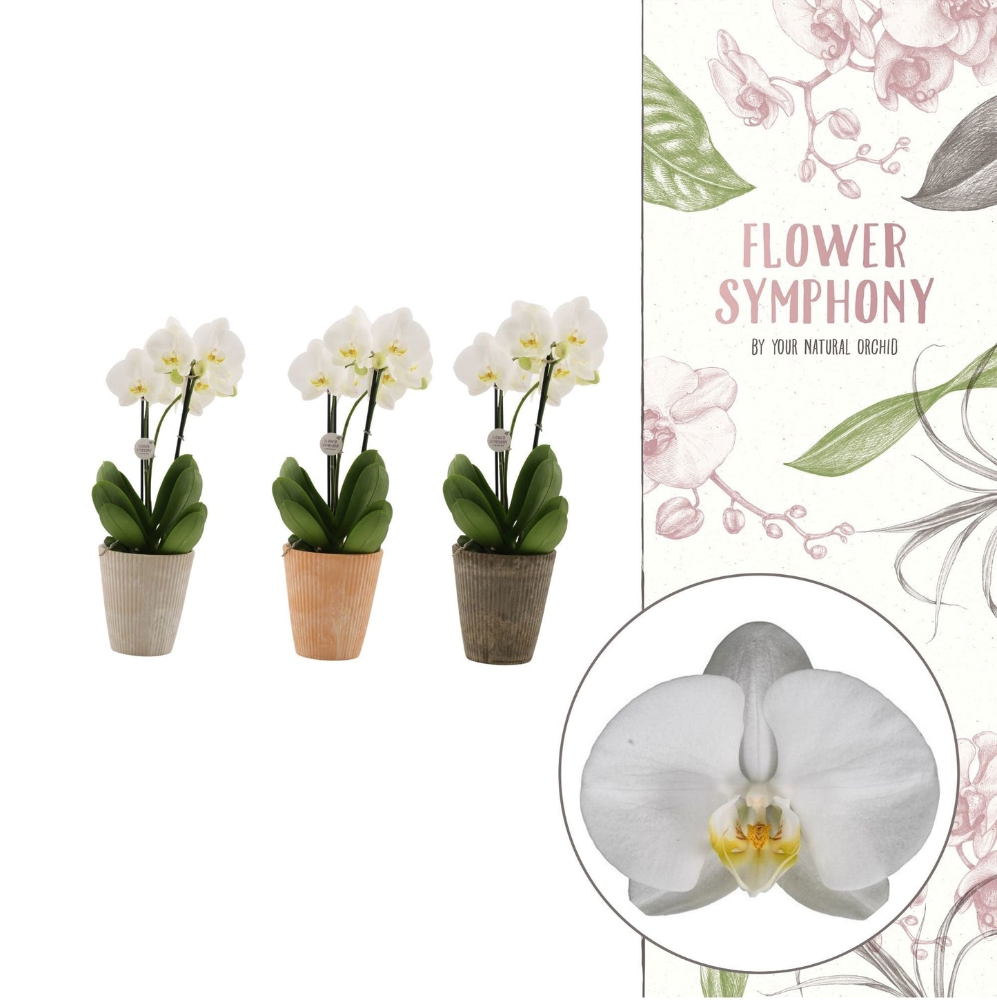 Phalaenopsis Ghent 50cm 12cm Pot