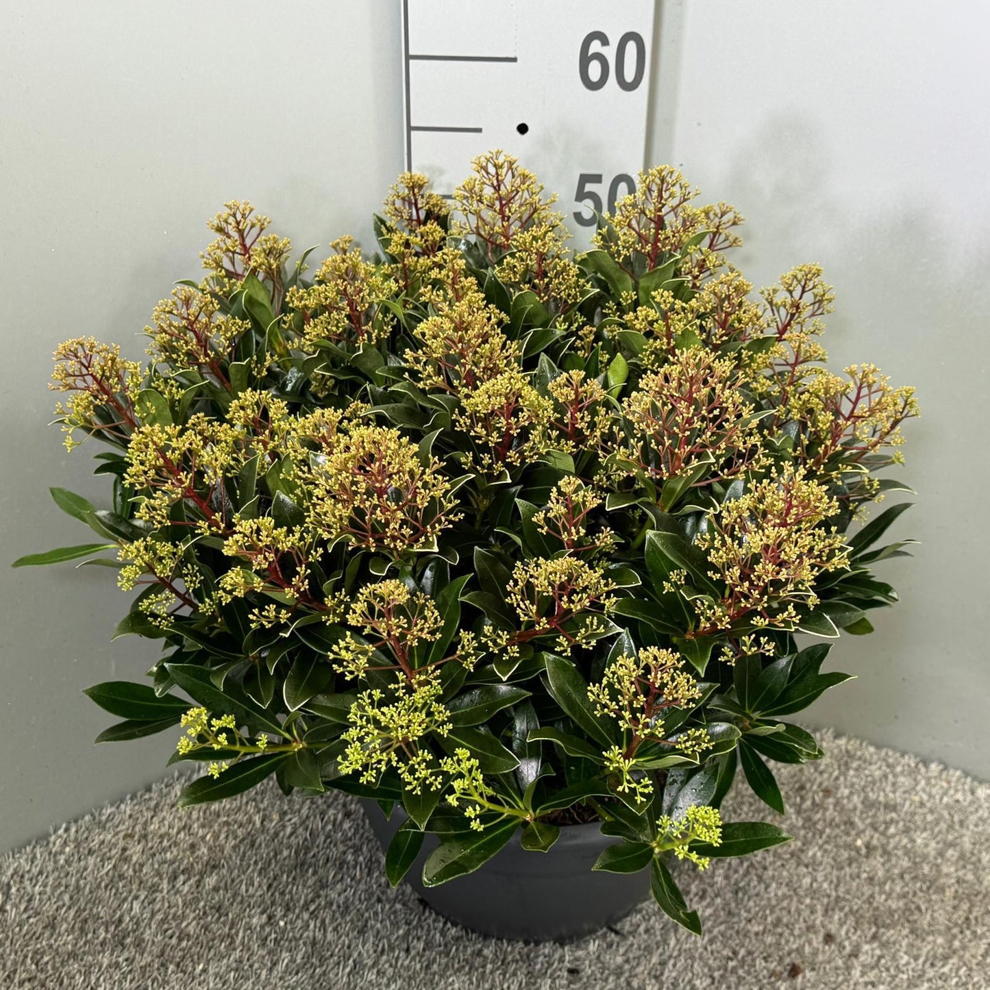 Skimmia japonica Cuba 45cm 32cm Pot