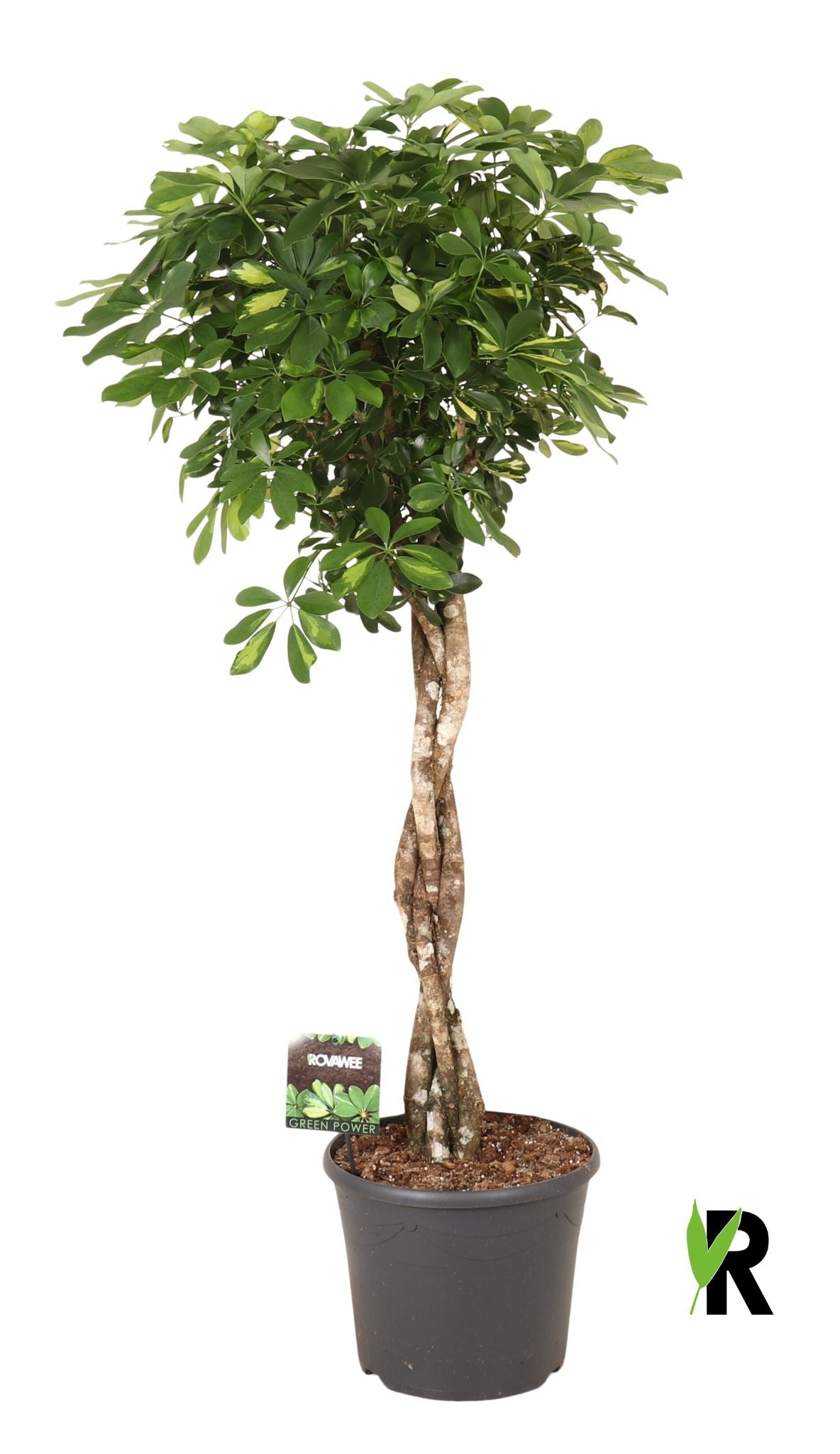 Schefflera Gold Capella 160cm 35cm Pot