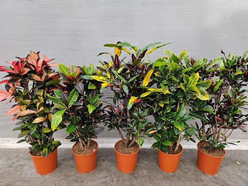 Fachjan BV Codiaeum mix Pack of 9