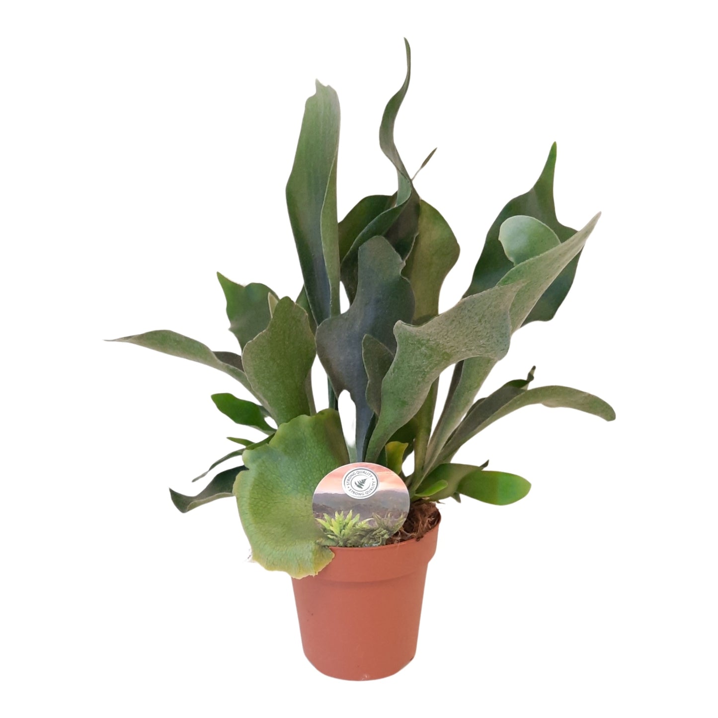 Platycerium bifurcatum 40cm 12cm Pot