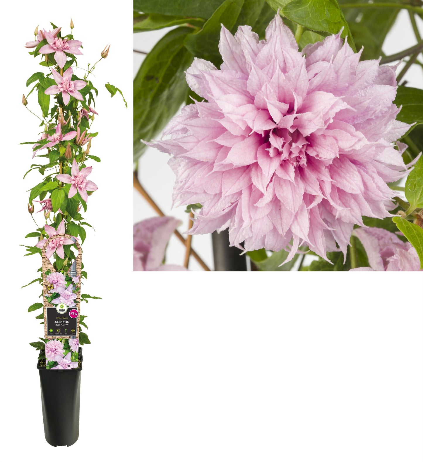 Clematis Multi Pink 95cm 17cm Pot