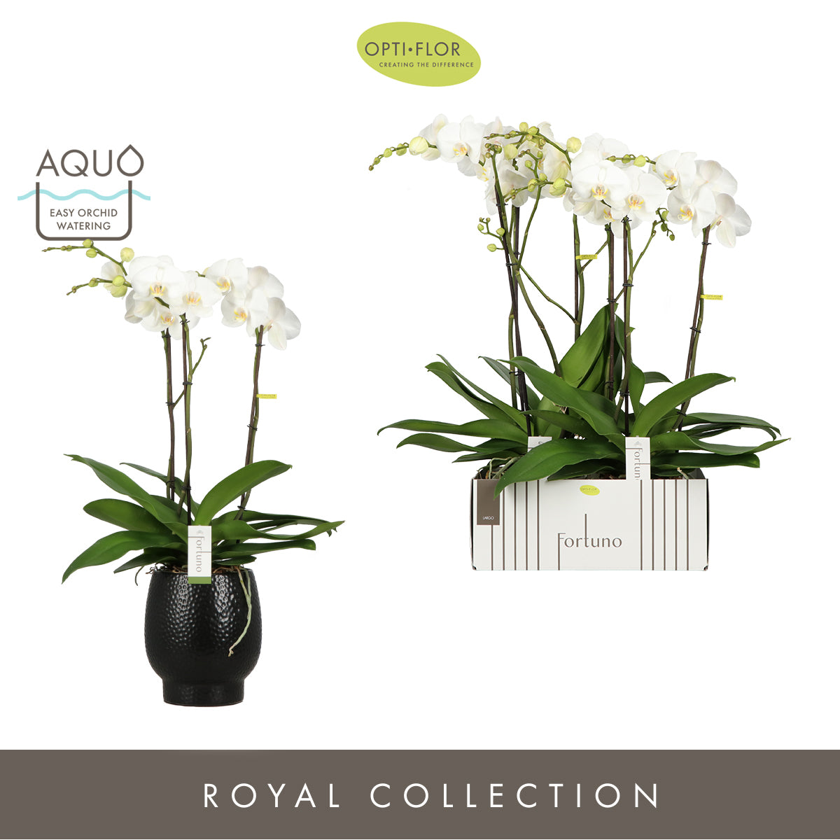 Opti-Flor Phalaenopsis Fortuno Largo (+ drp.Abbruzzo) Pack of 2