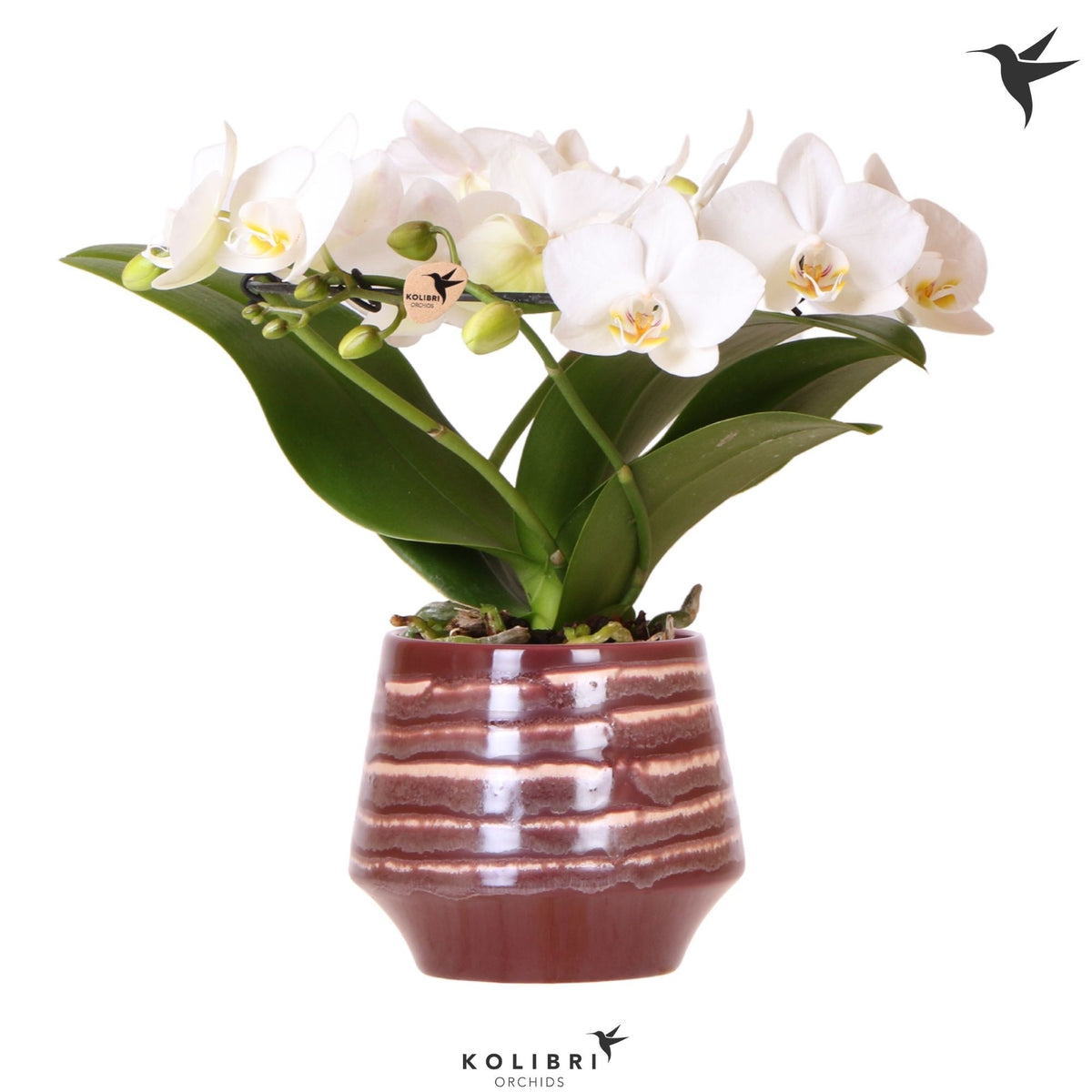 Phalaenopsis multiflora white 30cm 9cm Pot
