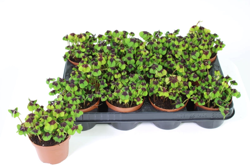 Oxalis deppei 18cm 9cm Pot