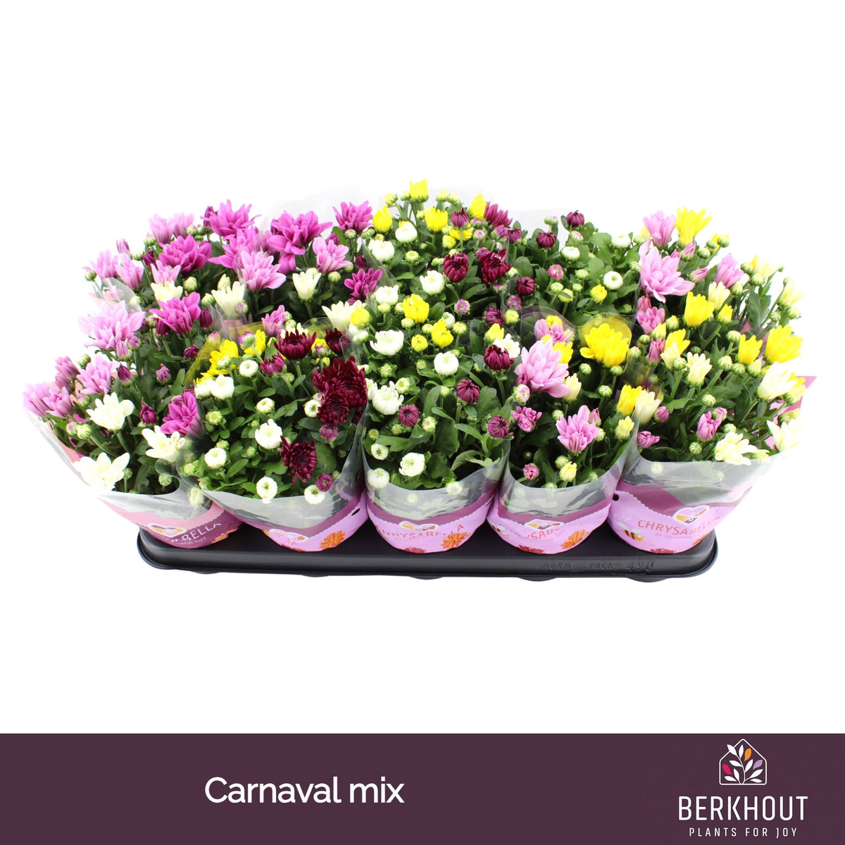 Chrysanthemum carnaval mix 26cm 12cm Pot