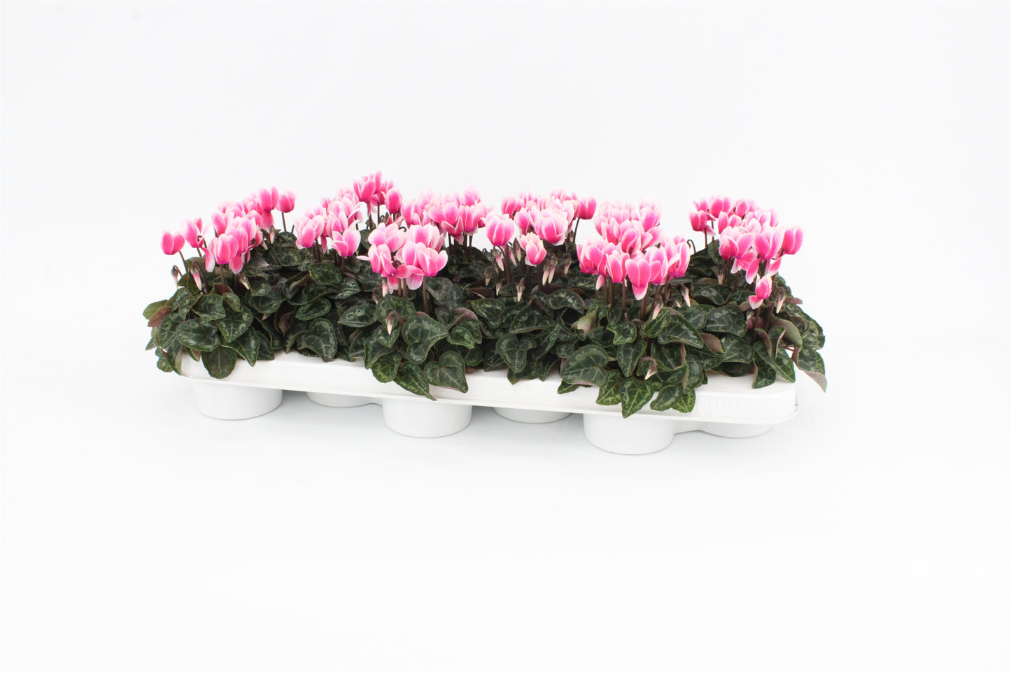 Cyclamen Snowridge pink 20cm 9cm Pot