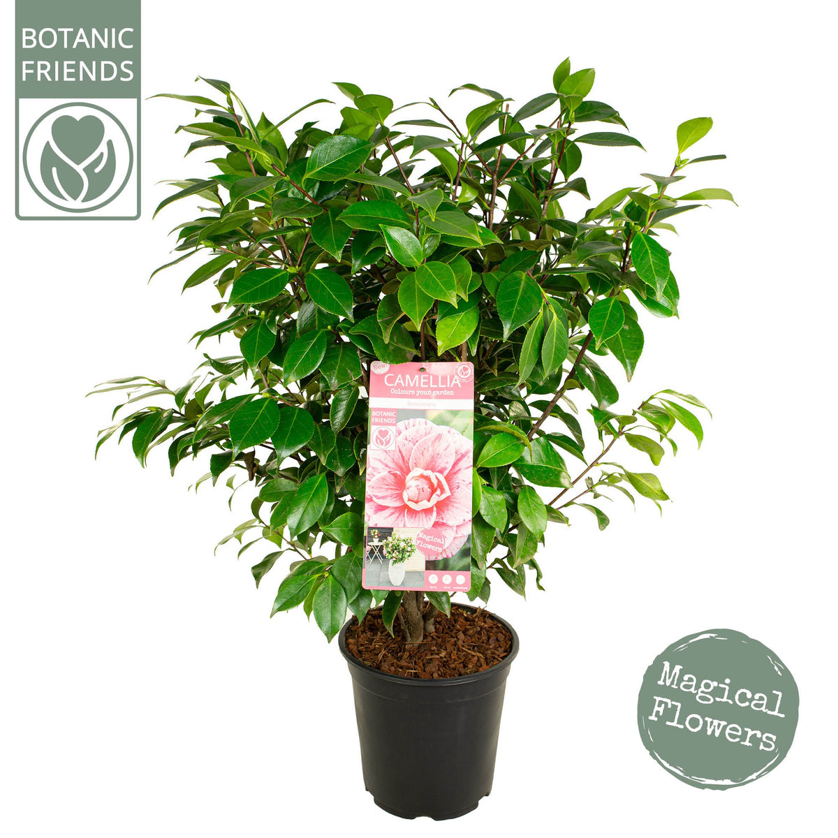Camellia japonica 85cm 24cm Pot