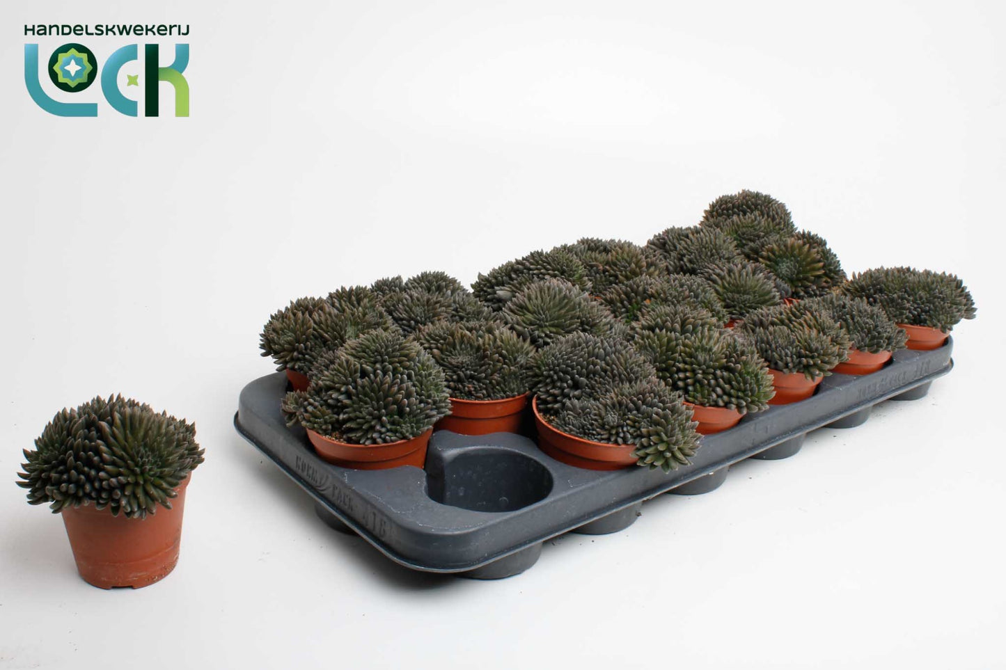 Lock, Handelskwekerij Senecio crassissimus Pack of 18