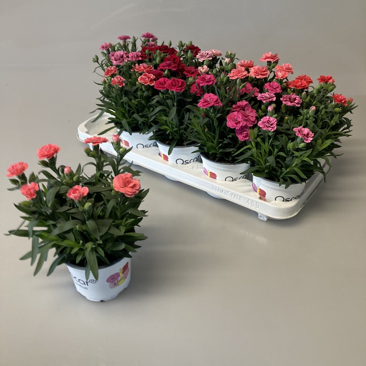 iPlants Wateringen Dianthus Oscar mix Pack of 10