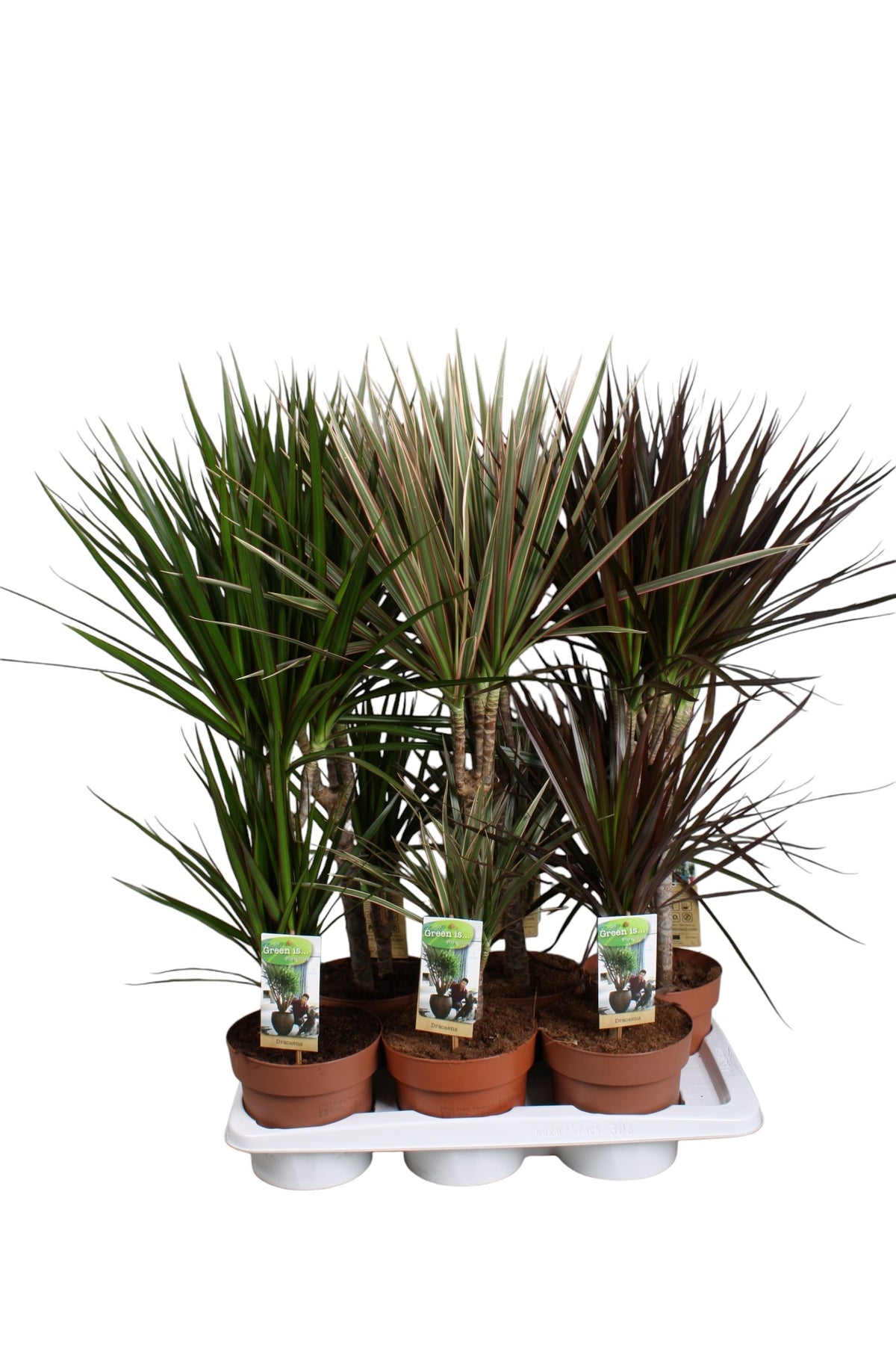 Dracaena mix 70cm 17cm Pot