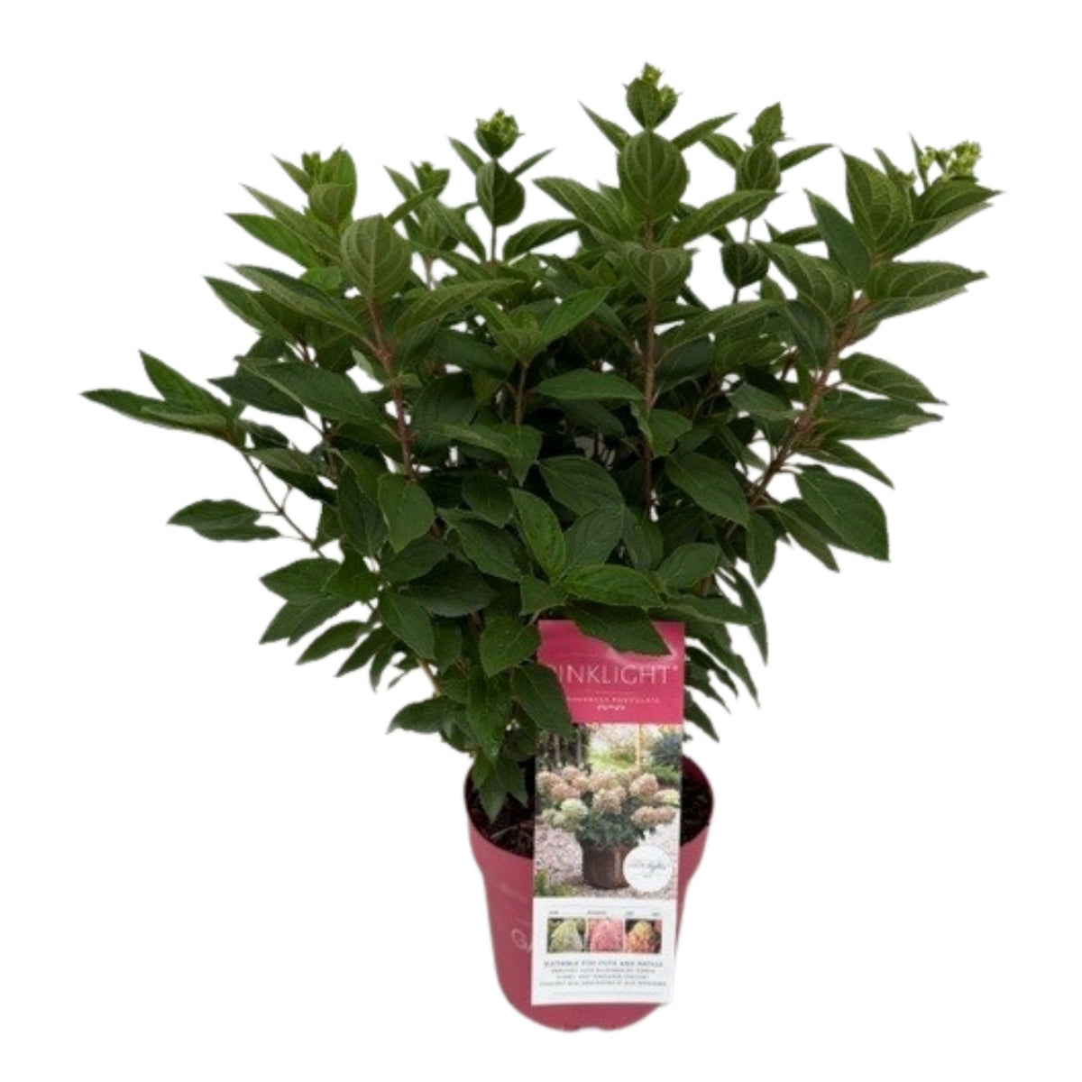 Hydrangea pan. Pinklight 55cm 19cm Pot