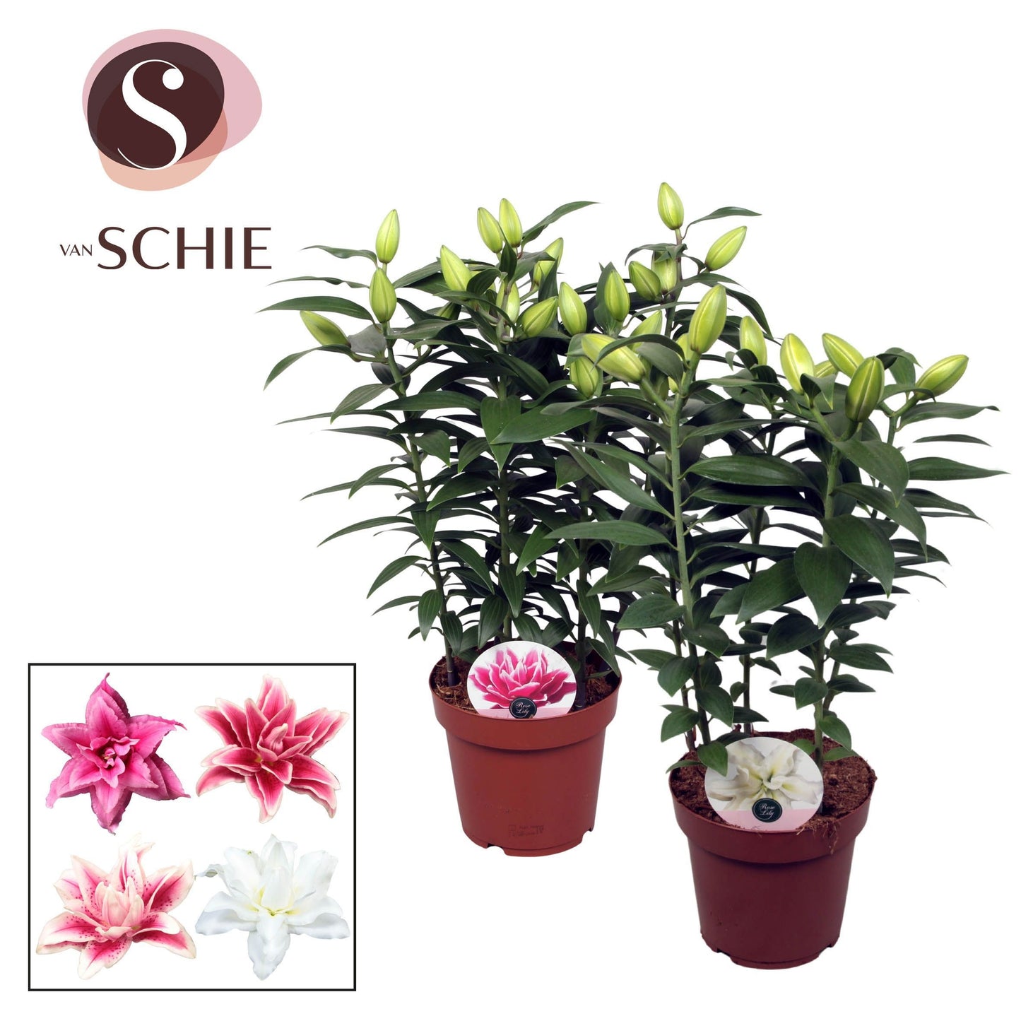 Lilium oriental mix 68cm 19cm Pot