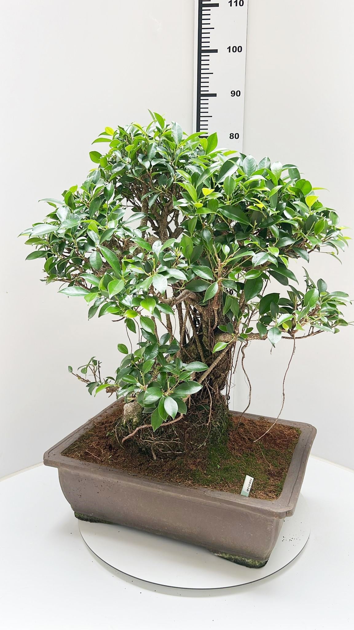 Bonsai Mix 85cm 50cm Pot