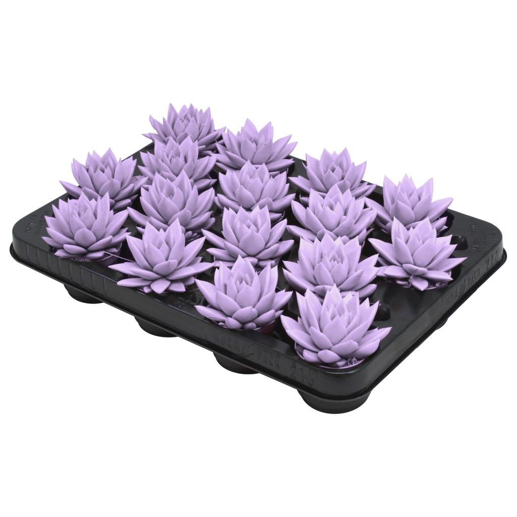 Amigo Plant VOF Echeveria colored Pastel purple Pack of 16