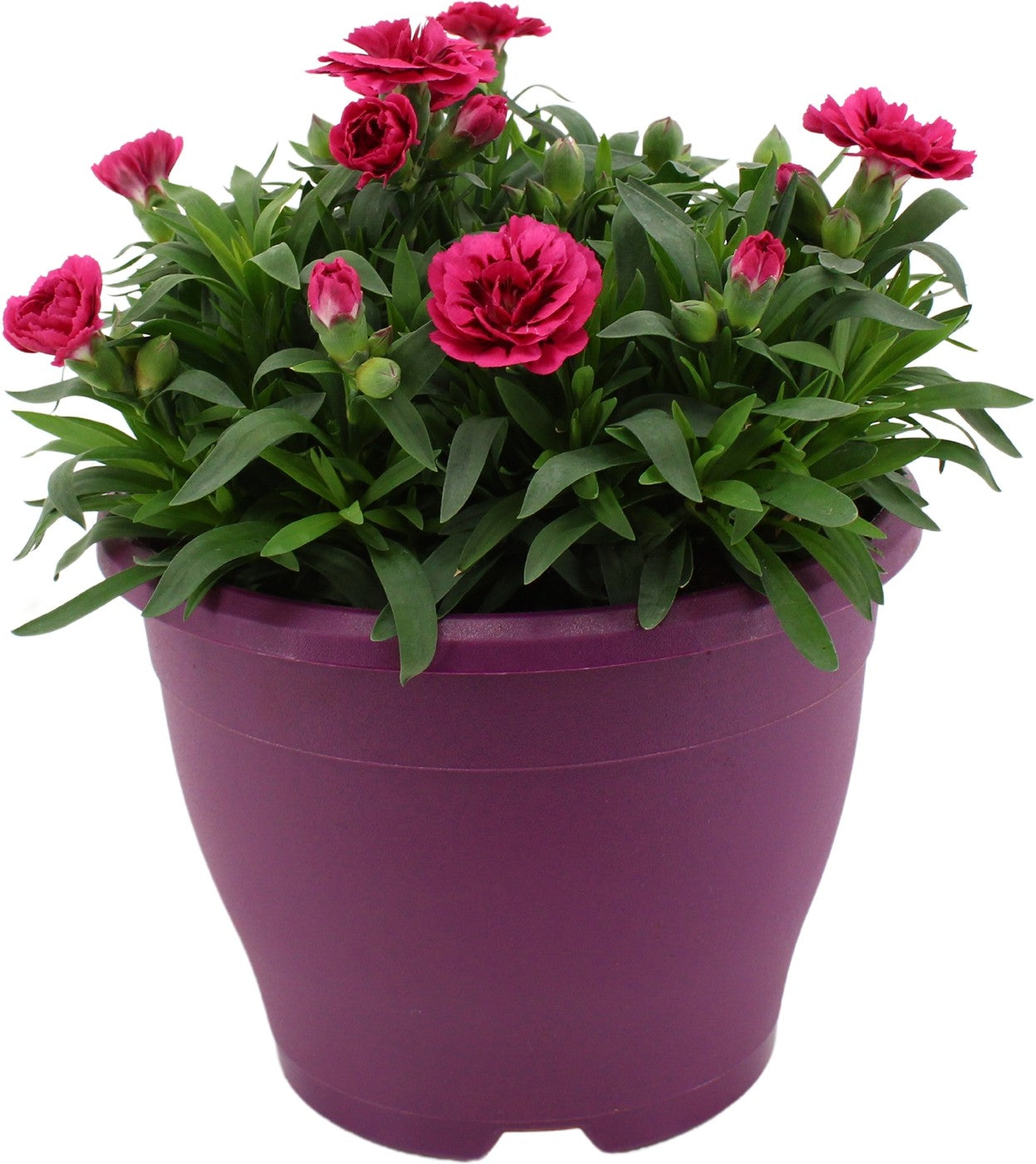 Dianthus Oscar 30cm 19cm Pot