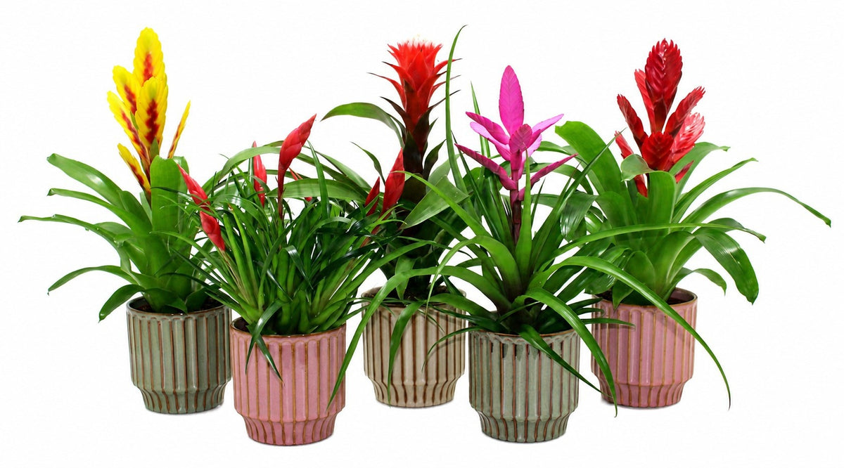 Bromelia mix 45cm 12cm Pot