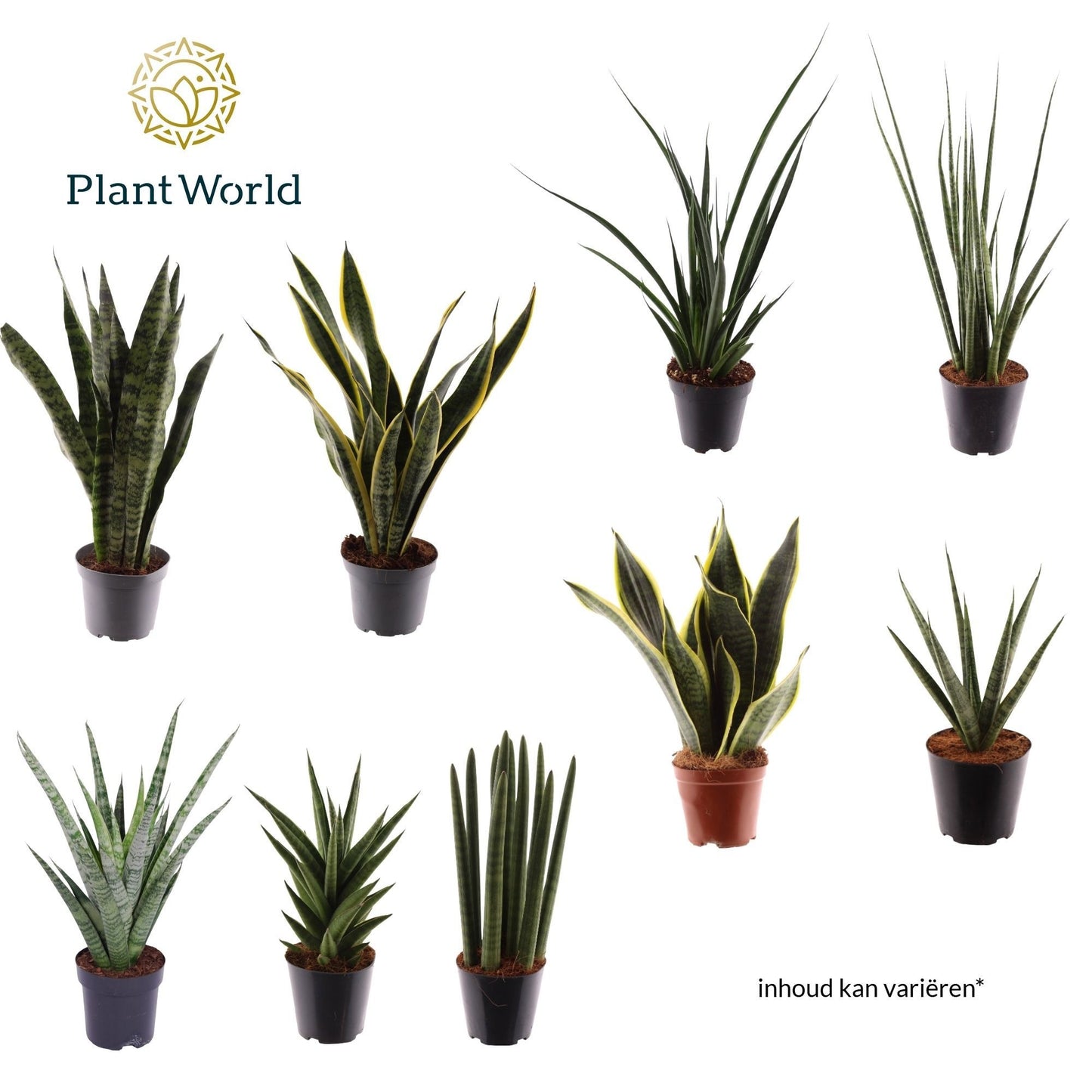 Sansevieria 40cm 12cm Pot
