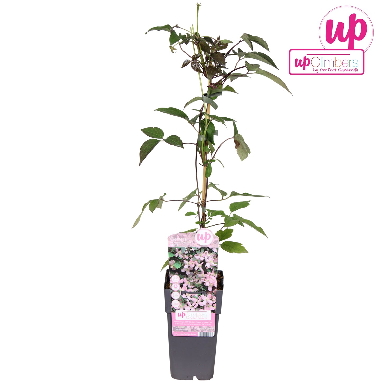 Clematis montana Fragrant Spring 65cm 15cm Pot