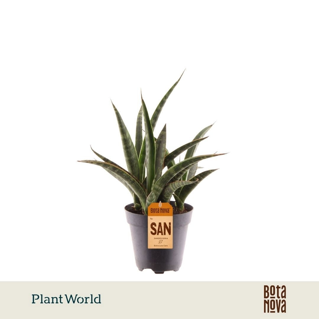 Sansevieria trifasciata 30cm 12cm Pot